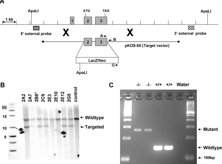 Figure 5. Knockout genetics. A) Construction of the Tmub1 gene targeting vector and Southern strategies for confirmation