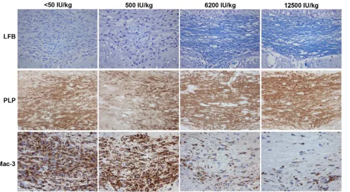 Figure 2. Demyelination and microglia/macrophage activation in the midline of corpus callosum after six weeks of cuprizone exposure in the different diet groups