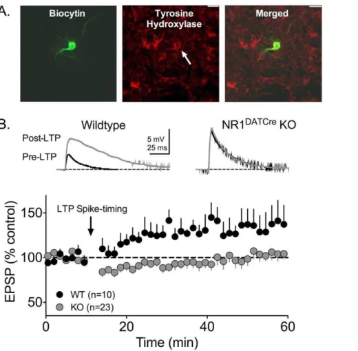 Figure 3. LTP evoked by high frequency afferent stimulation is not observed in DA neurons from NR1 DATCre mice