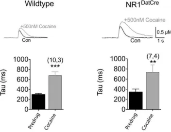 Figure 6. Basal locomotor activity in NR1 DATCre mice. (A) Locomotor response to novel environment