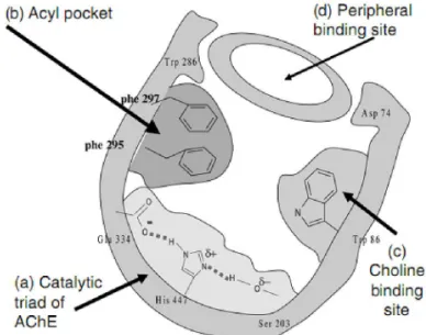 Figura 2 – Cavidade do centro activo da acetilcolinesterase (AChE) de mamíferos [47]. 