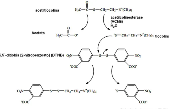 Figura 3 – Esquema que ilustra a reacção da AChE (acetilcolinesterase) com a acetilcolina (AChI), que produz  um produto corado, o TNB (5-tio-2-nitrobenzoato)