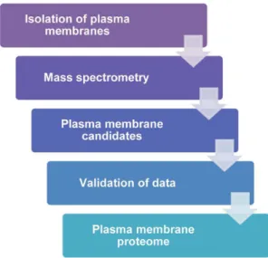 Figure 1. Workflow outlines process of obtaining plasma membrane proteome of multiple BC cell lines