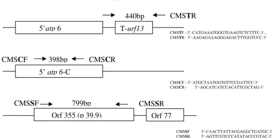 Figure 2. mtDNA recombinant regions of T, C and S cytoplasm types and the binding sites of the specific  primers (taken from  LIU  et al., 2002) 
