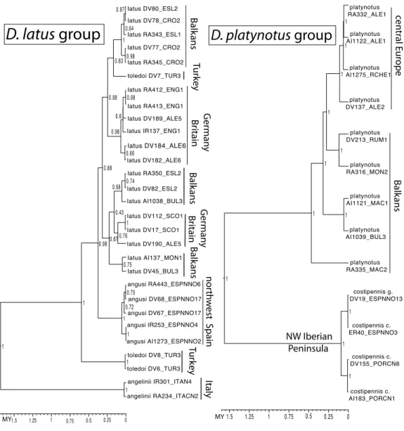 Figure 6 Ultrametric time calibrated trees of the D. latus and D. platynotus groups. Ultrametric time calibrated trees obtained with BEAST with the combined nuclear and mitochondrial sequence of all  sam-pled specimens of (1) the D