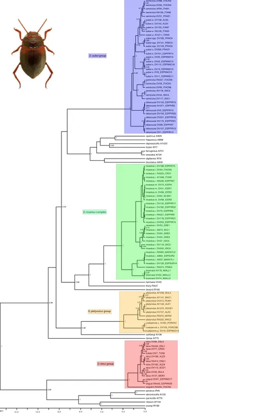 Figure 2 Phylogenetic tree of the studied groups of Deronectes. Ultrametric tree obtained with BEAST with the combined nuclear and mitochondrial sequence and a partition by gene