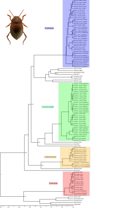 Figure 2 Phylogenetic tree of the studied groups of Deronectes. Ultrametric tree obtained with BEAST with the combined nuclear and mitochondrial sequence and a partition by gene