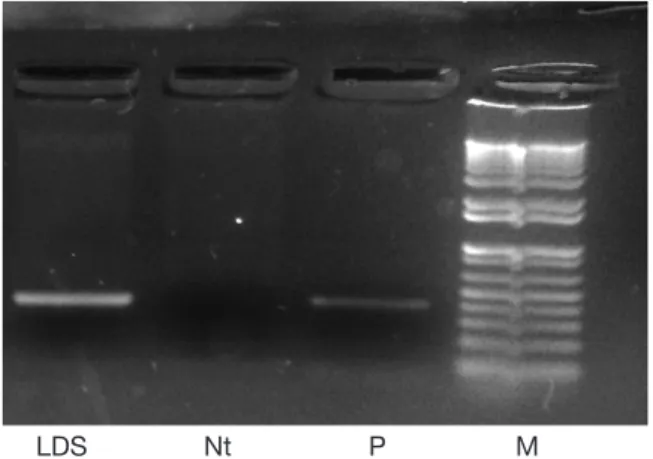 Figure 3. PCR analysis for the detection of the rolB gene in  hairy root to conirm transformation — Analyse PCR pour  la  détection  du  gène  rolB  dans  le  chevelu  racinaire  pour  conirmer la transformation