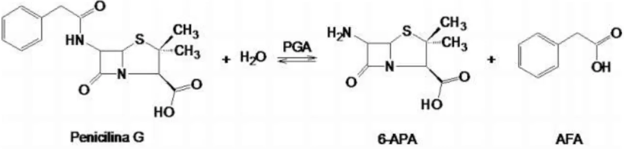 Figura 1 - Reação da hidrólise da penicilina G catalisada por penicilina G acilase 