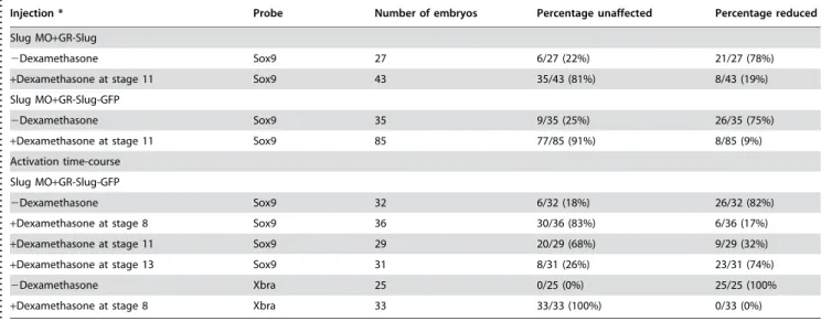 Figure 2. Timing of Slug rescue of Slug MO phenotypes: To analyze the timing of Slug activity in the early embryo, we injected one cell of two cell embryos with Slug MO (10 ng/embryo) together with RNA (650 pg/embryo) encoding the chimeric GR-Slug-GFP prot