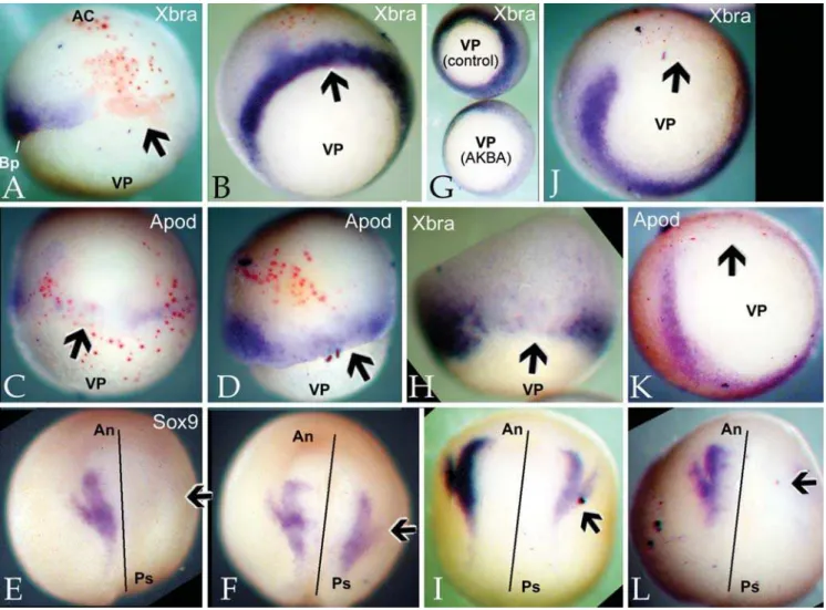 Figure 6. NF- k B regulation of mesodermal and neural markers: The Slug MO induced loss of Xbra (A,B), Apod (C,D) and Sox9 (E,F) expression was rescued by injection of RelA RNA (600 pg/embryo)(A, C, E-Slug MO alone, B, D, F-Slug MO+RelA RNA)