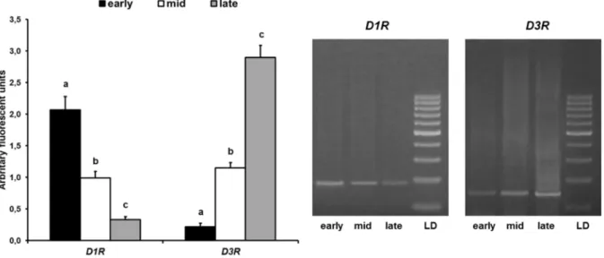 Figure 7. Expression of D1R and D3R mRNA by early, mid, and late CL of pseudopregnant rabbit