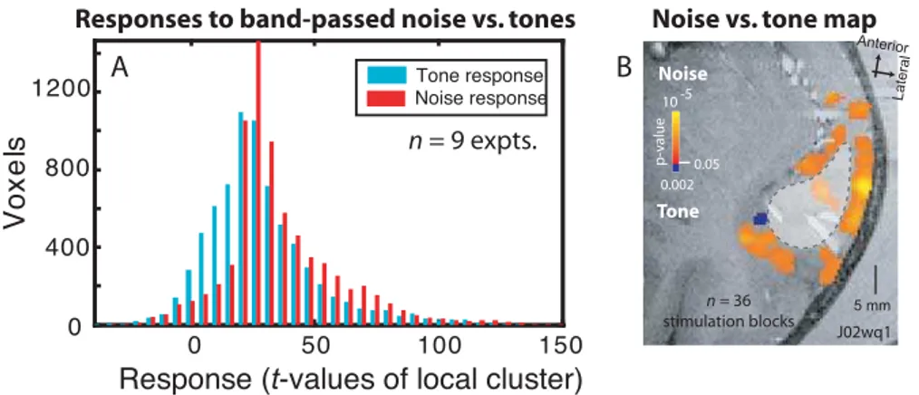 Figure 8. Comparing Noise to Tone Responses Reveals a Preference for Noise in the Belt