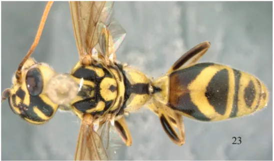 Figure 23. Trigonalys maculifrons, female, dorsal view.