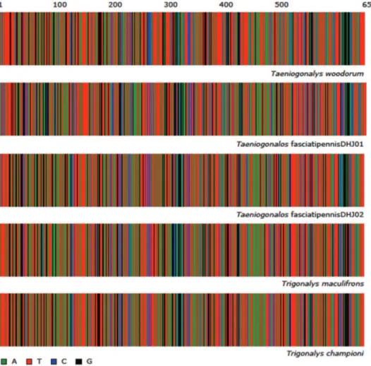 Figure 1. Color representation of the full length (658 base pairs (bp)) DNA barcodes for each of the 5  ACG trigonalid species