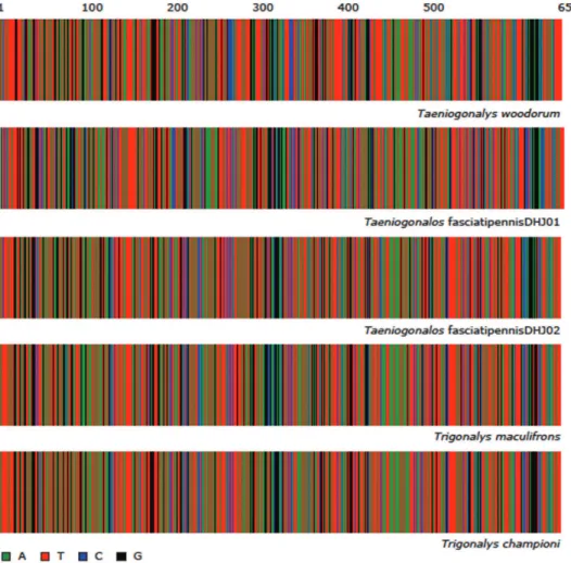 Figure 1. Color representation of the full length (658 base pairs (bp)) DNA barcodes for each of the 5  ACG trigonalid species