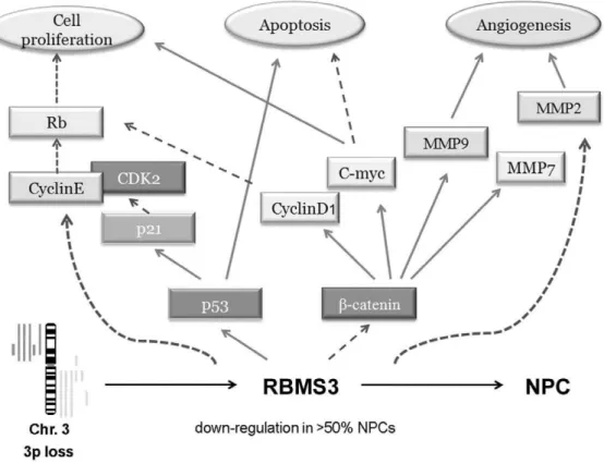Figure 7. A schematic diagram showing the role of RBMS3 in malignant transformation of nasopharyngeal carcinoma cell