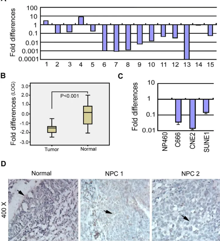 Figure 1. Downregulation of RBMS3 in nasopharyngeal carcinoma (NPC). (A) Expression of RBMS3 in 15 primary NPC cases was compared using qPCR between tumor tissues (T) and their paired normal tissue (N)