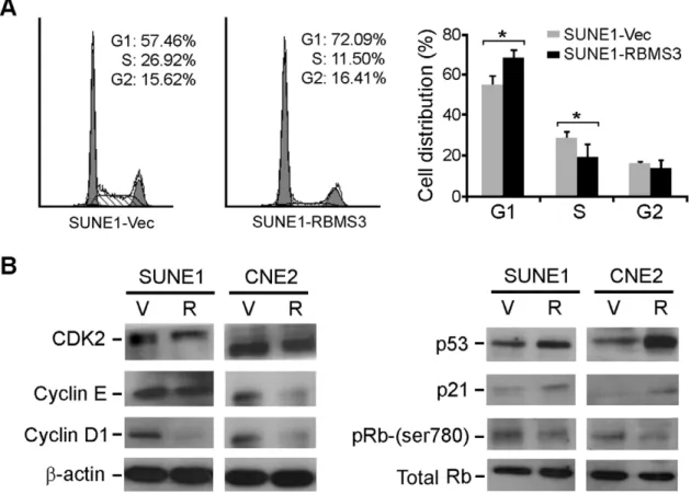 Figure 3. RBMS3 arrests cell cycle at the G1/S checkpoint. (A) Representative and summary of DNA content detected by flow cytometry showed that the percentage of cells in the S phase was lower while the percentage of cells in the G1 phase was higher in SUN