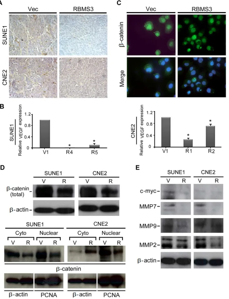 Figure 5. RBMS3 inhibits angiogenesis. (A) The tumor sections were stained for the endothelial cell marker CD34 (6 200)