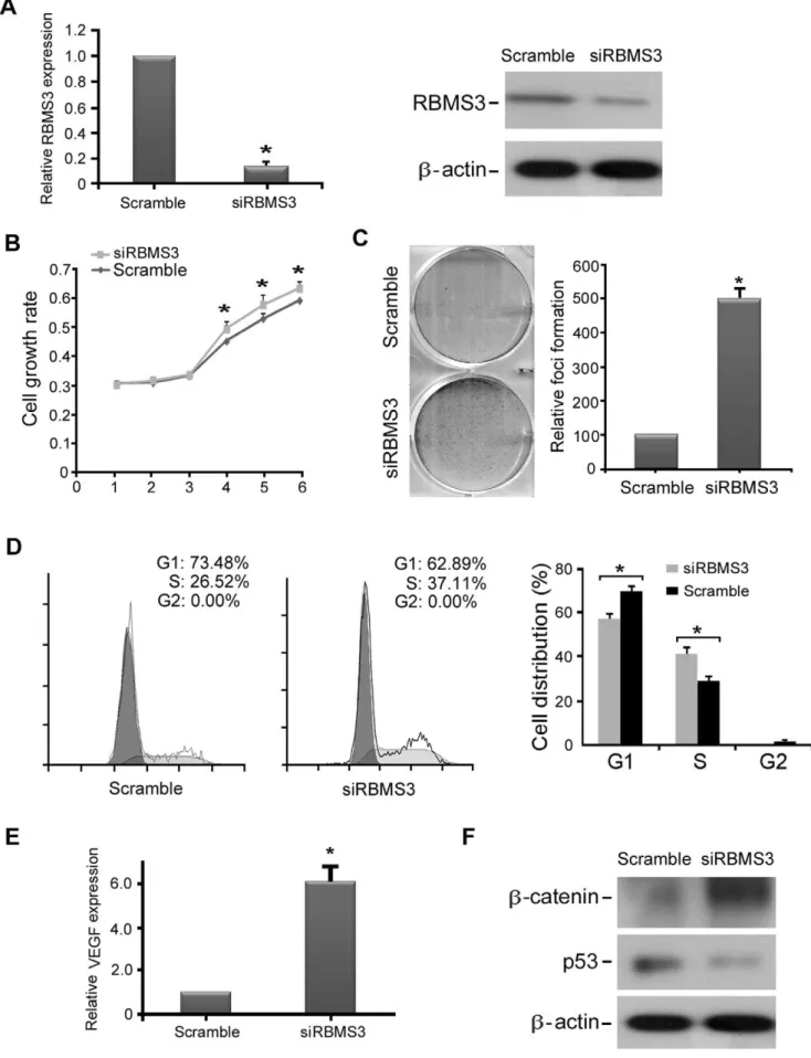 Figure 6. RBMS3 -silenced NP460 cell showed malignant features. (A) siRNA against RBMS3 effectively reduced the mRNA and protein expression of RBMS3 in NP460 cells compared to siScramble-transfected cells