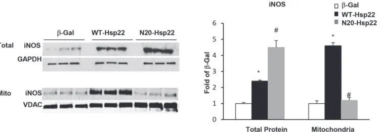 Fig 7. Mitochondrial translocation of iNOS by Hsp22. iNOS expression in total cell lysates and mitochondrial fractions from myocytes treated with Ad-WT- Ad-WT-Hsp22 or Ad-N20-Ad-WT-Hsp22 compared to β-Gal