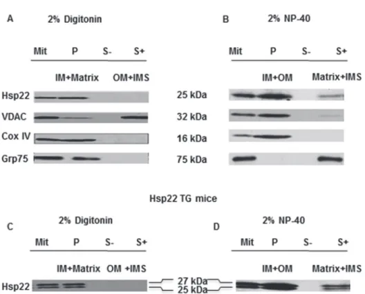 Fig 1. Sub-mitochondrial localization of Hsp22 in mouse heart. Mitochondrial sub-fractionation was performed on WT (A and B) and TG mouse hearts (C and D) after treatment with digitonin (A and C) and  NP-40 (B and D)