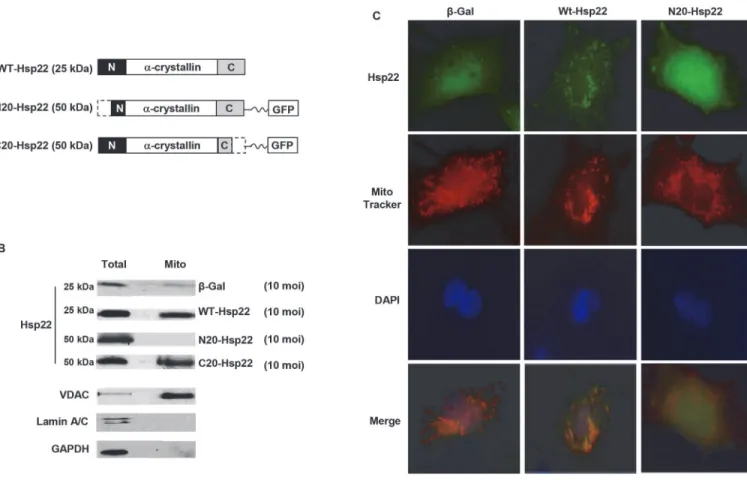 Fig 2. N-terminal deletion of the Hsp22 coding sequence prevents its mitochondrial localization