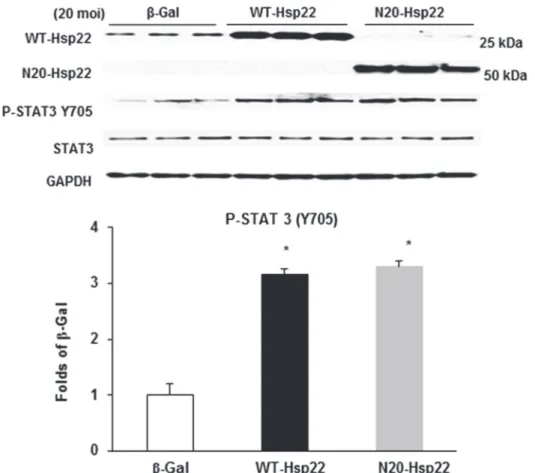 Fig 3. Regulation of gene expression of Hsp22 mutant proteins in cardiac myocytes. Immunoblotting of P-STAT3 (Y705) in myocytes treated with the β-Gal, WT-Hsp22 or N20-Hsp22 adenoviruses (20 moi).