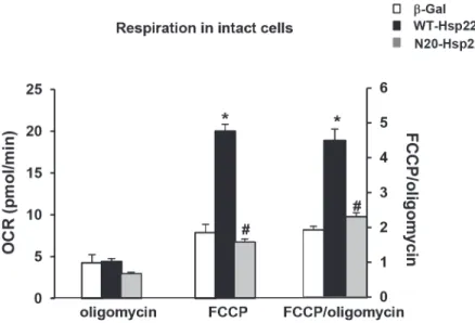 Fig 5. Effect of N-terminus mutant Hsp22 on mitochondrial respiration in intact neonatal rat cardiac myocytes