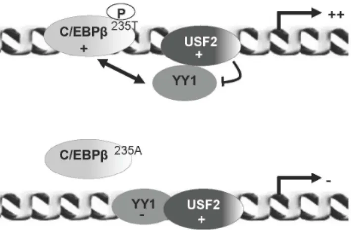 Figure 8. Schematic model depicting the potential mechanism that might contribute to regulation of the CFTR gene