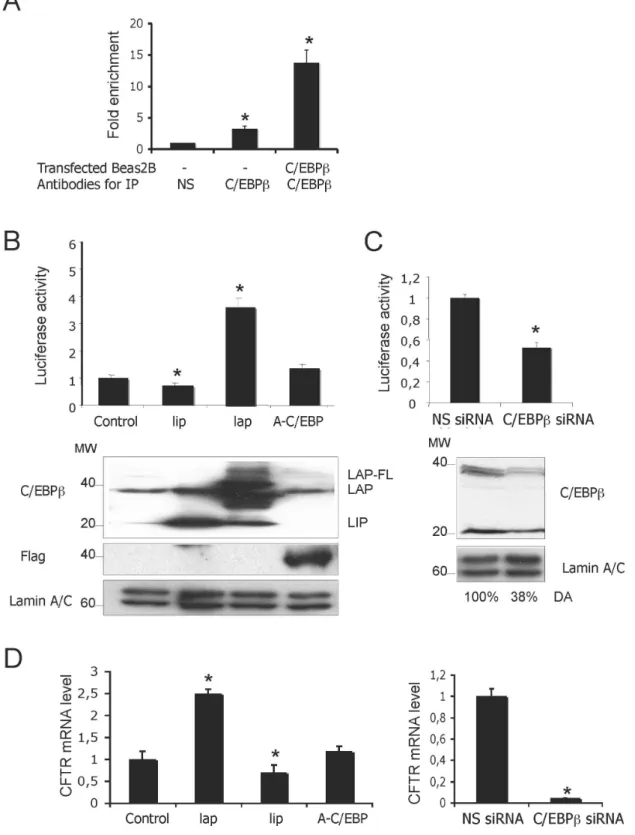 Figure 1. C/EBPb activates CFTR promoter activity. (A) Assessment of C/EBPb binding to the minimal CFTR promoter by ChIP analysis using quantitative PCR
