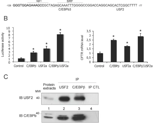 Figure 3. USF2 increases CFTR promoter activation induced by C/EBPb. (A) Sequence of the CFTR minimal promoter containing binding sites for the C/EBPb, USF2 and SRF transcription factors