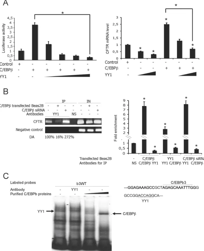 Figure 4. YY1 antagonizes the positive effect of C/EBP-LAP through mutually exclusive DNA binding