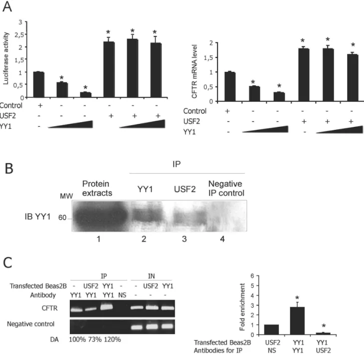 Figure 5. USF2 interacts with YY1 and blocks its repressive activity. (A) Left panel: Beas2B cells were cotransfected with a fixed amount of both CFTR (0.072 mg) reporter plasmid and USF2 (0.02 mg) expression vectors and increasing amounts of plasmid encod