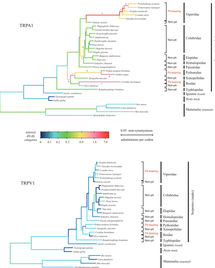 Figure 3. Selective pressure variation of both TRPA1 and TRPV1 along branches of the tetrapod phylogeny