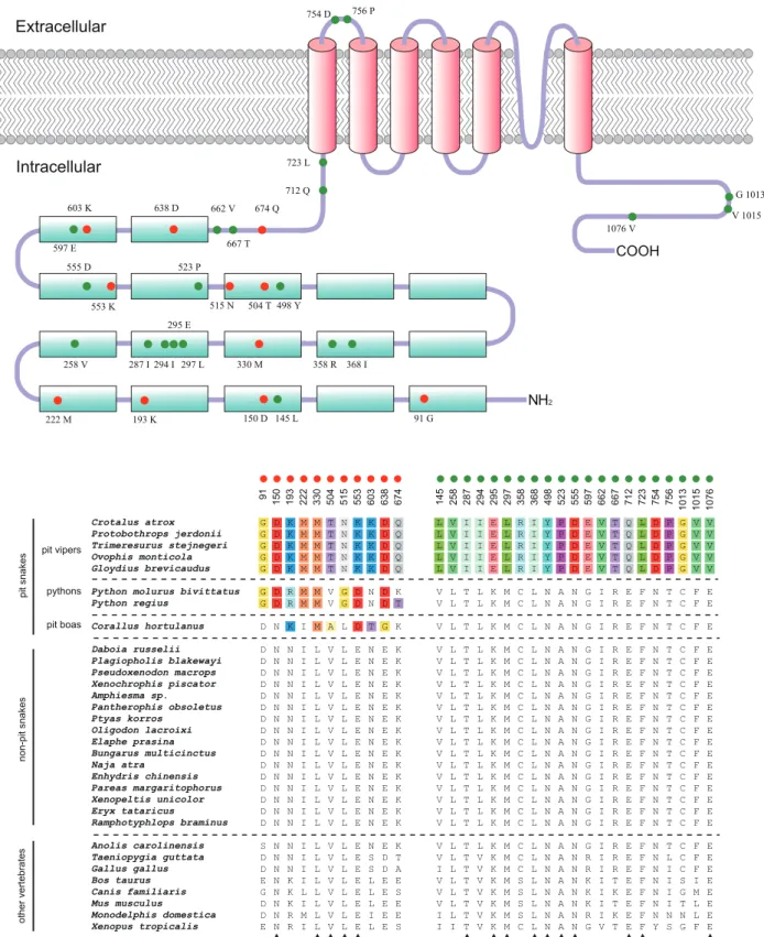 Figure 5. Amino acid sites of the TRPA1 protein that may be functionally important for infrared detection