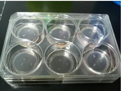 Figure 2.1.3. Cultures in Six-Well Plate. Hippocampal slices are incubated in six well plates in the incubator