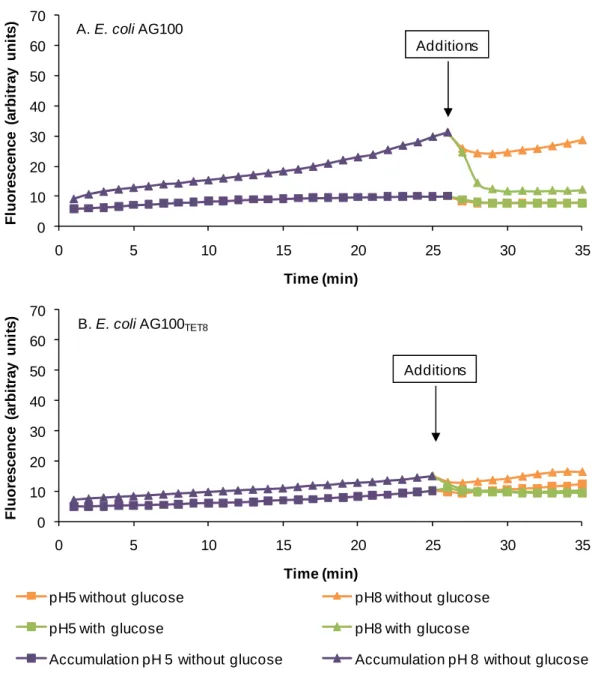 Figure 20 - The effect of pH and the need for metabolic energy for efflux of EB by E. coli AG100  (A) and E