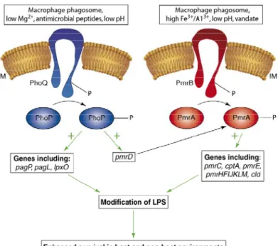 Figure 7 - Model of the activation and interaction of the PhoP/Q and PmrA/B two-component  system in Salmonella spp