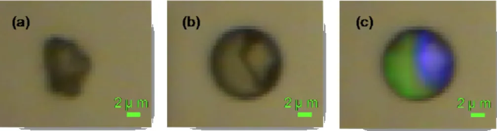 Fig. 7. Microscopic images of a typical CaCO 3 particle (a) before and (b) after exposure to NO 2 and (c) Raman mapping image after exposure to NO 2 