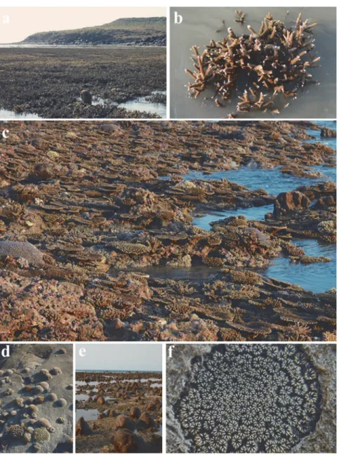 Fig 2. A high diversity of coral thrives in the Bonaparte intertidal zone. (a) Thickets of branching Acropora aspera and A