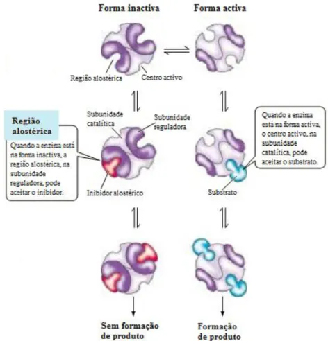 Figura 13. Regulação alostérica de enzimas (retirada e adaptada de Purves et al., 2003, p