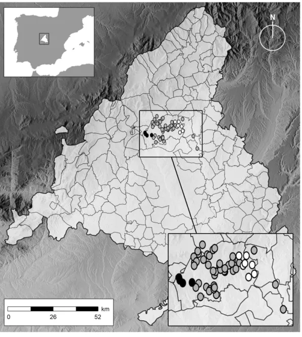 Fig. 3. Cluster of herds showing significantly (p , 0.05) low (black dots) or high (white dots) values for the log-transformed b coefficient as determined by Getis-Ord G* i within a high risk area of the ACM.