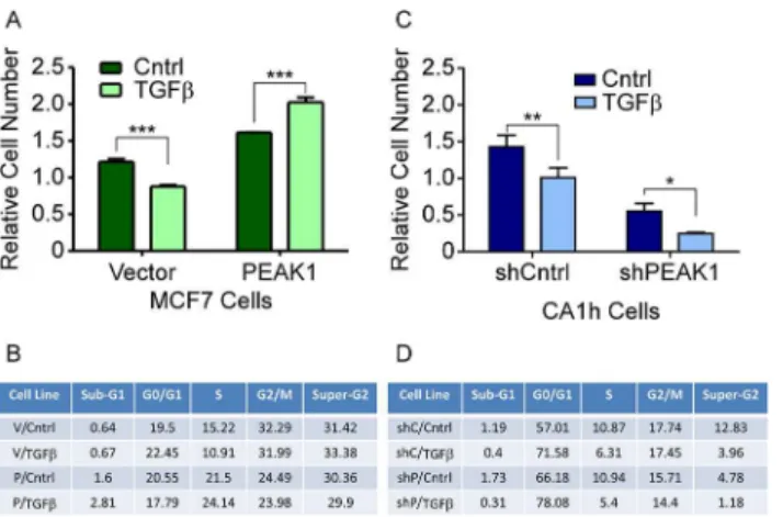 Fig 4. PEAK1 cooperates with fibronectin to block the cytostatic effects of TGFβ. MCF7-Vector and – PEAK1 or CA1h-shCntrl and–shPEAK1 cells were plated on fibronectin then treated with TGFβ
