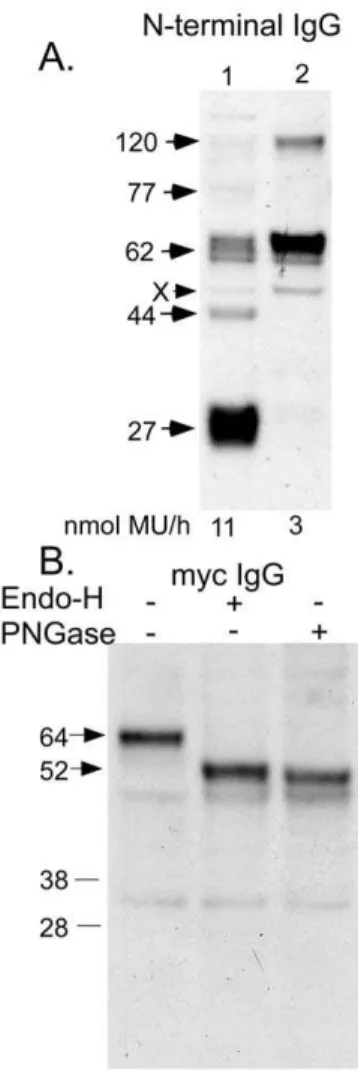 Figure 8. The protein expressed by a construct encoding myc- myc-N-acetyltransferase-His8Flag was analyzed by Western  blot-ting