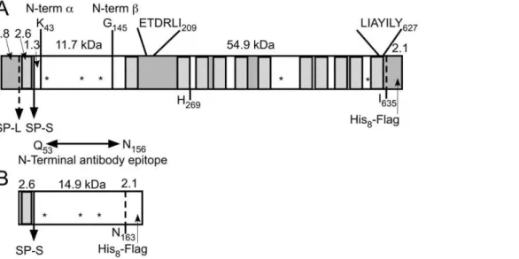 Figure 1. Scaled diagrams of the full length N-acetyltransferase and the small N-terminal loop fragment of the protein expressed by the cDNA constructs used in this study
