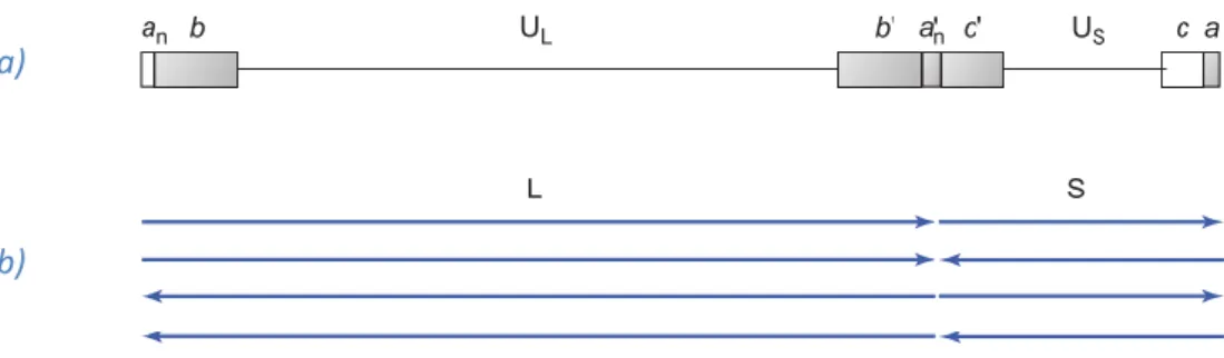 Fig.  1  -  Genome  of  herpes  simplex  virus.  a)  Organization  of  unique  and  repeat  sequence  elements