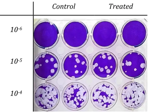 Fig. 4 – HSV-2 suspensions – treated and control - titration results. 