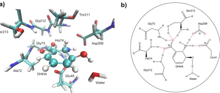 Fig 8. Stereoview of DHHA Binding to Active Site of PhzF and Hydrogen-bonding Interactions between DHHA and Active Site Residues